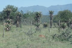 Aloe ferox