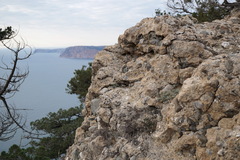 Astragalus setosulus