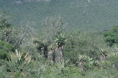 Aloe ferox