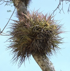 Tillandsia sphaerocephala