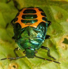 Comperocoris roehneri