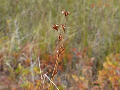 Scleria verticillata