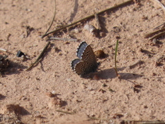 Pseudophilotes panoptes