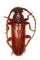 Anisarthrini
