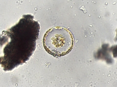 Coscinodiscophycidae