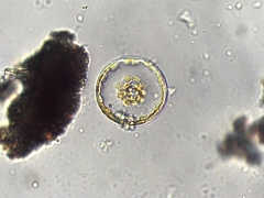 Coscinodiscophycidae