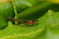 Monomachus porteri