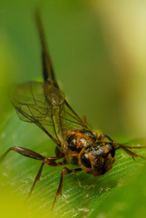 Monomachus porteri