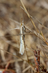 Fernandocrambus