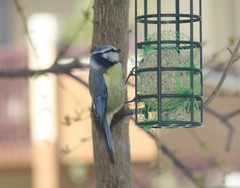 Cyanistes caeruleus