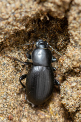 Nycterinus