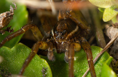 Diapontia anfibia