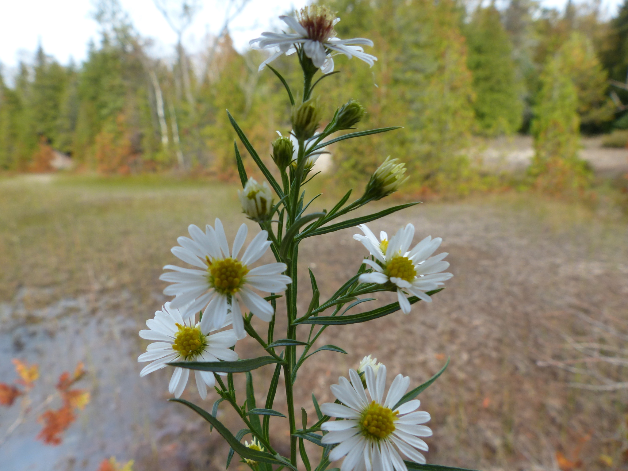 Symphyotrichum pilosum var. pringlei