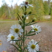 Symphyotrichum pilosum pringlei - Photo (c) Warren Dunlop,  זכויות יוצרים חלקיות (CC BY-NC), הועלה על ידי Warren Dunlop