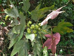 Macaranga triloba