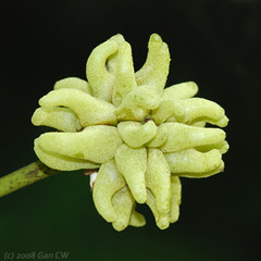 Macaranga triloba