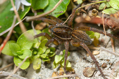 Diapontia anfibia