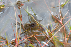 Diapontia anfibia