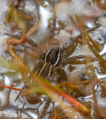Diapontia anfibia