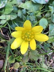 Ficaria verna