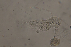 Oscillatoria redekei