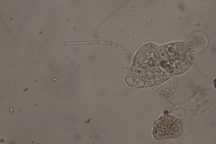 Oscillatoria redekei