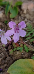 Erodium maculatum