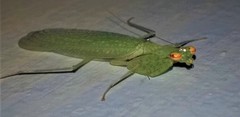 Eomantis