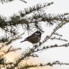 Periparus ater