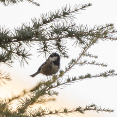 Periparus ater