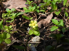 Potentilla hebiichigo