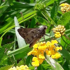 Polites vibex catilina