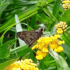 Polites vibex catilina