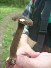 Lactarius lignyotus