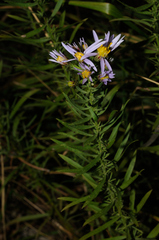 Galatella sedifolia