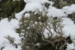 Genista albida