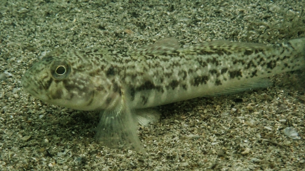 Barehead goby (Caffrogobius nudiceps) — Gobiidae