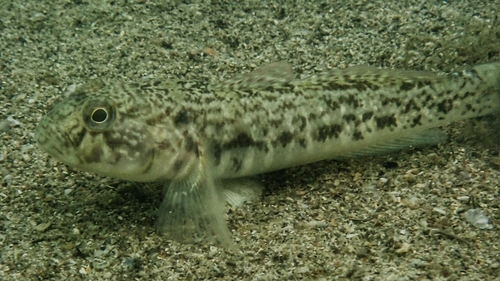 Barehead goby (Caffrogobius nudiceps) — Gobiidae