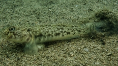 Caffrogobius