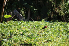 Jacana spinosa
