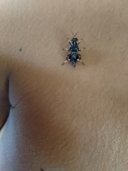 Cyphomyia wiedemanni