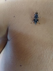 Cyphomyia wiedemanni