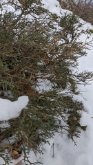 Genista albida