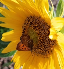 Aloeides thyra thyra