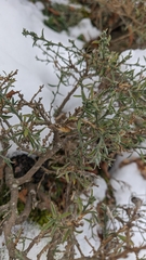 Genista albida