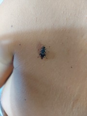 Cyphomyia wiedemanni