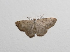 Scopula submutata