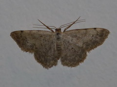 Scopula submutata