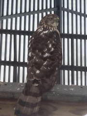 Accipiter cooperii