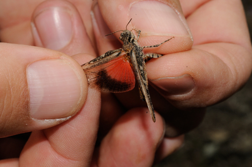 Slender Digging Grasshopper